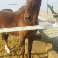 اسب مادیون ابستن