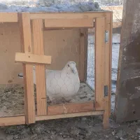 کبوتر|پرنده|فشاپویه, |دیوار