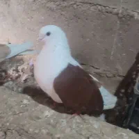 کبوتر‌ دوکت  ماده
