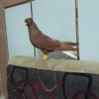 سرخ دم سفید