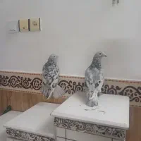 کبوترسرورابلغ وسبزالمانی درچناران