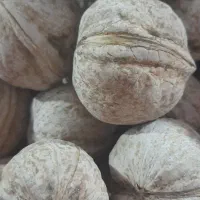 گردو ی درجه یک بذری