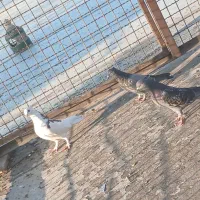 ۳تا کفتر خوب