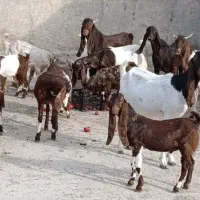 بز پاکستانی کاموری گلابی  جوان درشت