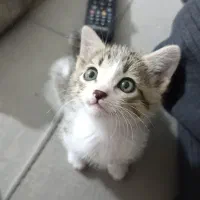 واگذاری بچه گربه