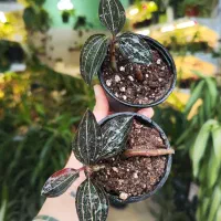 انواع گیاه رونده و آویز پتوس اسکاندیس و..