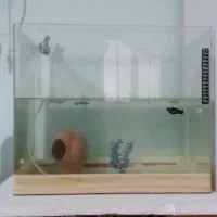 اکواریوم معاوظه با طوطی|ماهی|قزوین, |دیوار