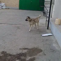 سگ ماده سرابی|سگ|رباط‌کریم, شهرک صنعتی زواره‌ای|دیوار