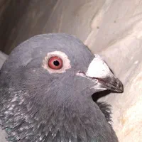 کبوتر المانی