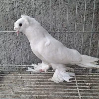 کفت جکسون