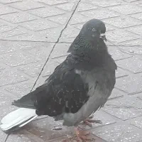 کفتر نر و ماده بالغ|پرنده|شهریار, شهرک بهاران (ویره)|دیوار