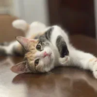 واگذاری گربه|گربه|کرج, گوهردشت|دیوار