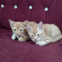 چهار تا بچه گربه همراه مادر فوری