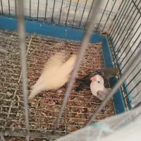 مولد طوطی برزیلی|پرنده|بومهن, |دیوار