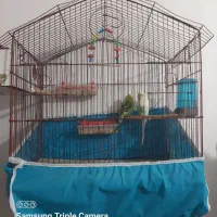 مرغ عشق ماده