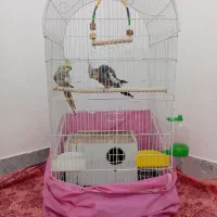 یک جفت عروس هلندی مولد