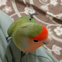 طوطی برزیلی|پرنده|شهریار, شهریار|دیوار