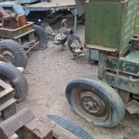 بوقلمون ماده