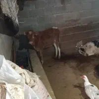 فروش گوساله ماده