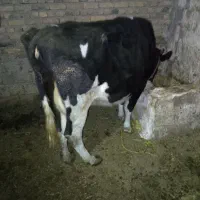 گاو ابستن ۷ماهه