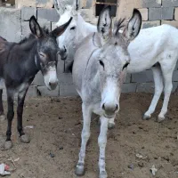 خرو کره