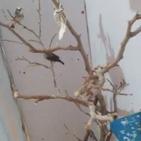 چند عدد فنچ زیبا
