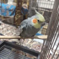 عروس هلندی نر