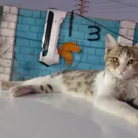 گربه