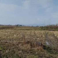 فروش زمین کشاورزی برای کاشت کیوی|فروش زمین و ملک کلنگی|تالش, جوکندان|دیوار