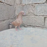 کله ای تاپ|پرنده|امیدیه, |دیوار