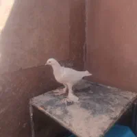 تبریزی بالاگرفته