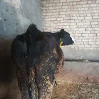 گاو سیمیتال بیست روز مانده به زایمان.در هشترود