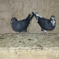 پلاکی|پرنده|بشاریات, |دیوار