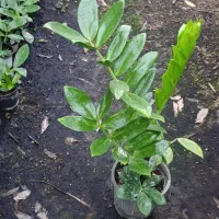 فروش گل‌های آپارتمانی قیمت توافقی|گل و گیاه طبیعی|ساری, |دیوار