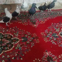 توافقی