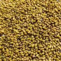 بذر یونجه همدانی پایه بلند کیلویی ۷۰۰ درجه یک