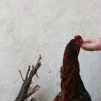 مرغ و خروس لاری