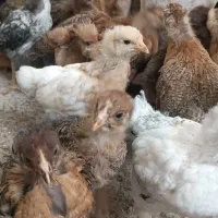 جوجه مرغ|حیوانات مزرعه|یزد, |دیوار