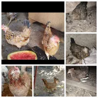 تخم مرغ نطفه دار گلین لری