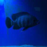 ماهی زندانی