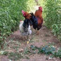 سه عدد خروس جوان به فروش میرسد