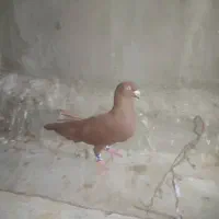 کبوتر رنگی|پرنده|بندر ماهشهر, |دیوار