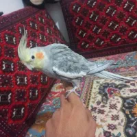 عروس هلندی|پرنده|بیرجند, |دیوار