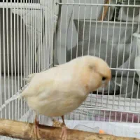 قناری پرتقالی|پرنده|مشهد, هفده شهریور|دیوار