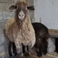 گوسفند با بره|حیوانات مزرعه|چمستان, |دیوار