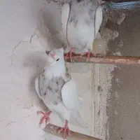 طوقی الماسی شکلاتی