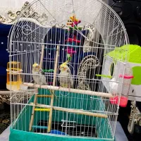 قفس پرنده