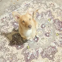 2 قلاده توله سگ پاکوتاه و سرابی|سگ|کرمانشاه, |دیوار