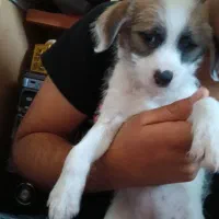 سگ تریر پا کوتا|سگ|اهواز, بیست متری شهدا|دیوار