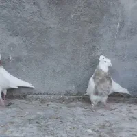 طوقی سینه|پرنده|مبارکه, |دیوار